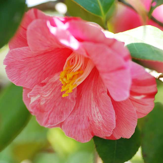 椿 鶏の子｜花の手帖の椿図鑑