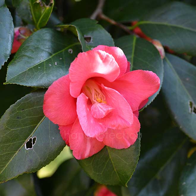 椿 鶏の子｜花の手帖の椿図鑑