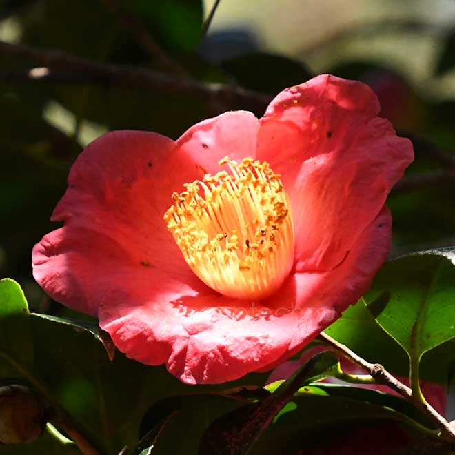 椿 綴錦｜花の手帖の椿図鑑