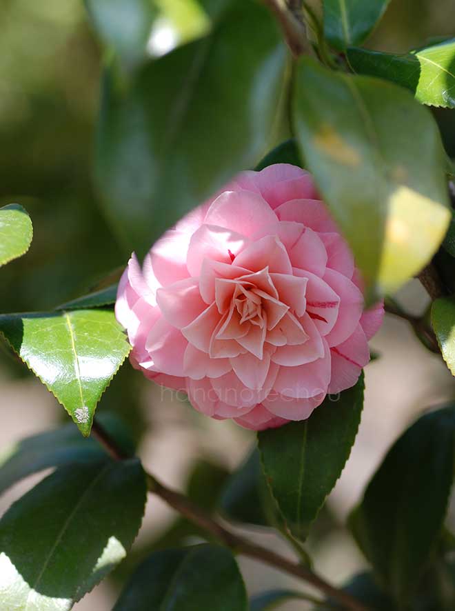 椿 津川絞｜花の手帖の椿図鑑