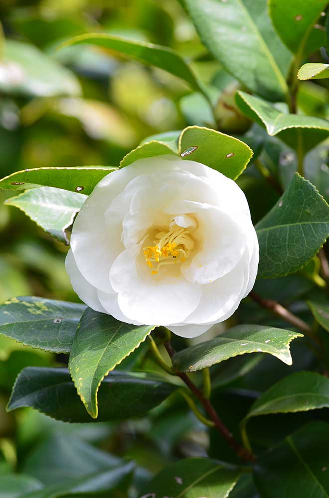 椿 月の都｜花の手帖の椿図鑑