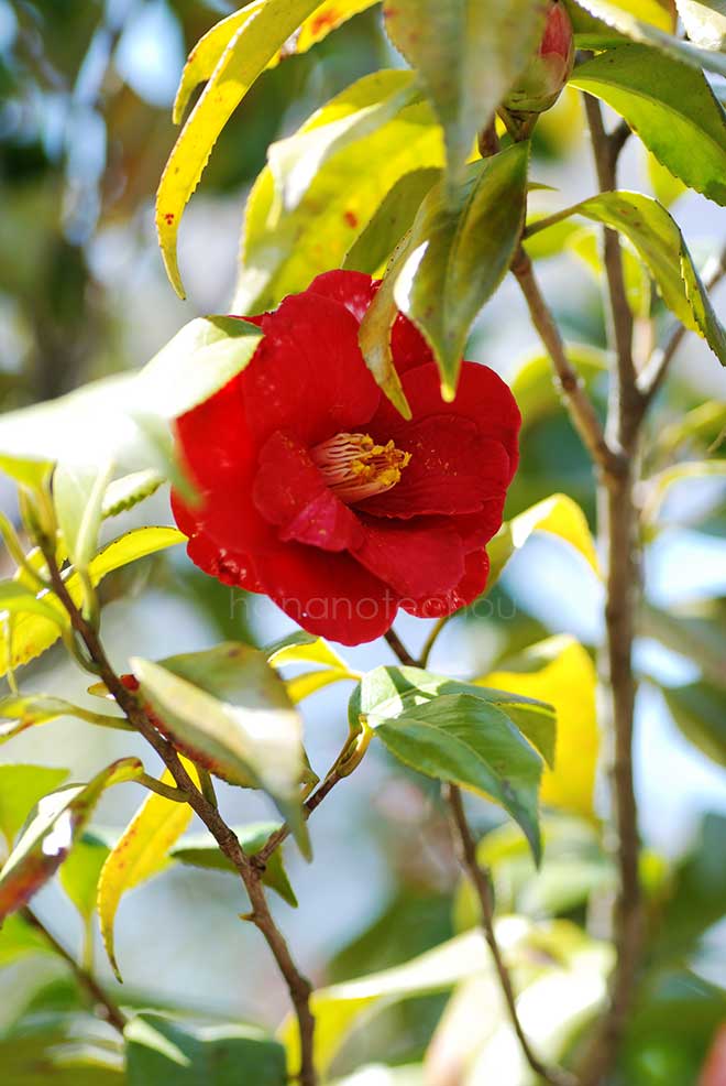 椿 釣篝｜花の手帖の椿図鑑