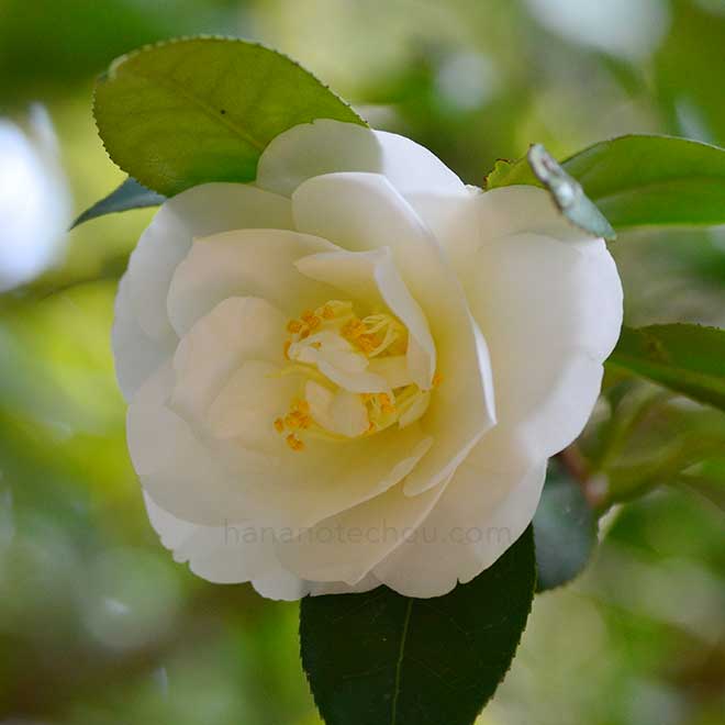 椿 空蝉｜花の手帖の椿図鑑