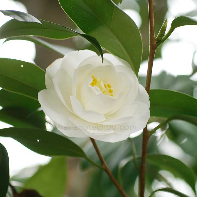 椿 空蝉｜花の手帖の椿図鑑