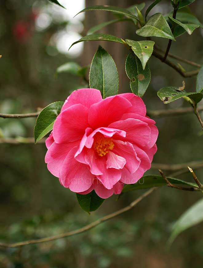 椿 バリー ヌーゼン｜花の手帖の椿図鑑