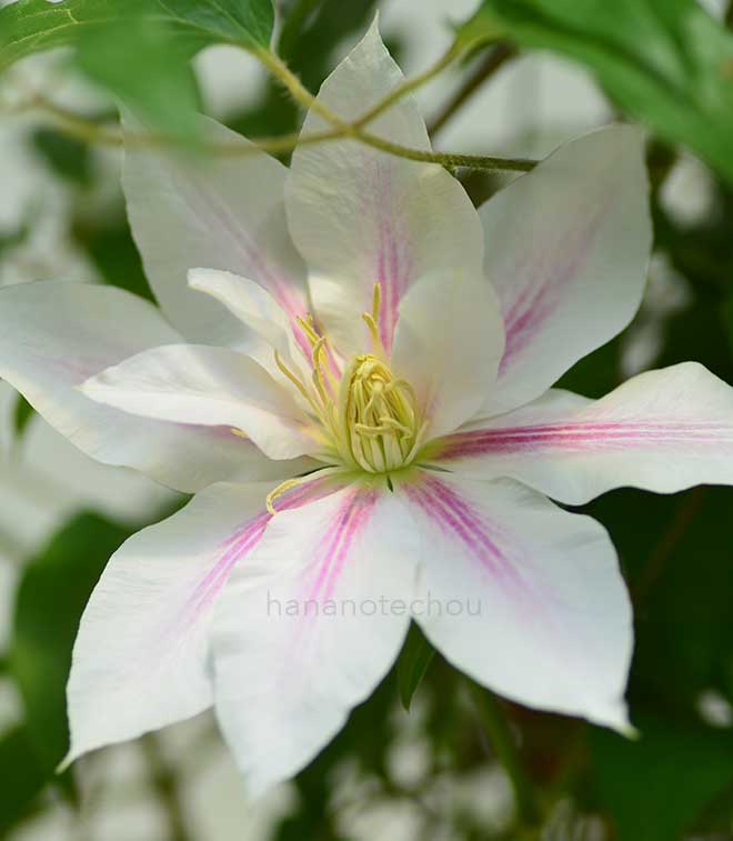 クレマチス アンドロメダ｜花の手帖のクレマチス図鑑