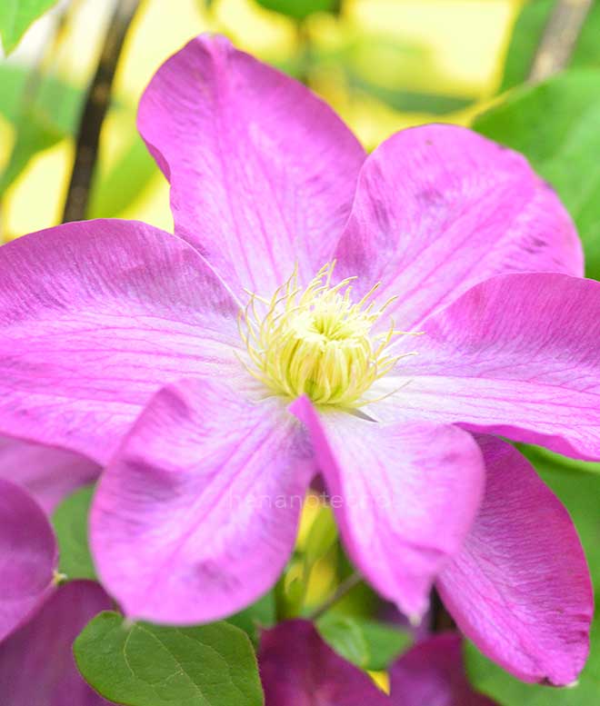 クレマチス アレルゴ｜花の手帖のクレマチス図鑑