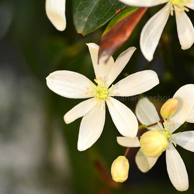 クレマチス アーマンディ｜花の手帖のクレマチス図鑑