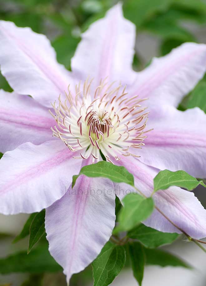 クレマチス ビーズ ジュビリー｜花の手帖のクレマチス図鑑