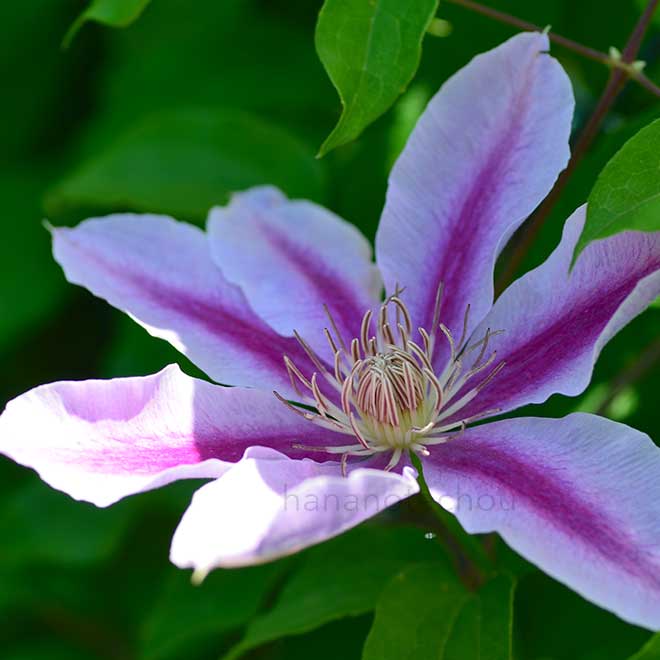 クレマチス ビーズ ジュビリー｜花の手帖のクレマチス図鑑