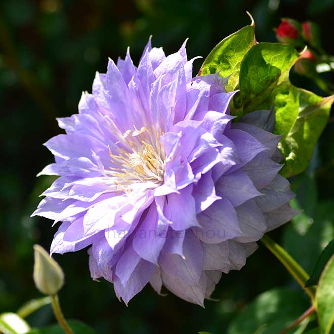 クレマチス ベルオブウォーキング｜花の手帖のクレマチス図鑑