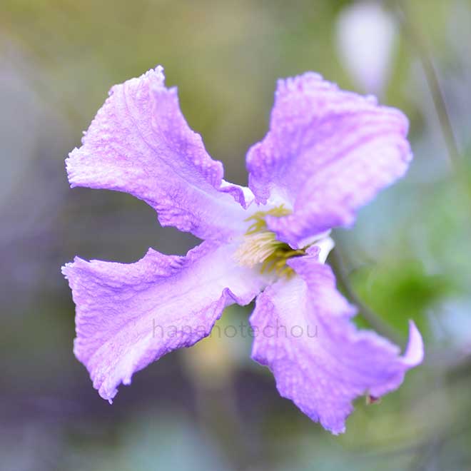 クレマチス ベティ コーニング｜花の手帖のクレマチス図鑑