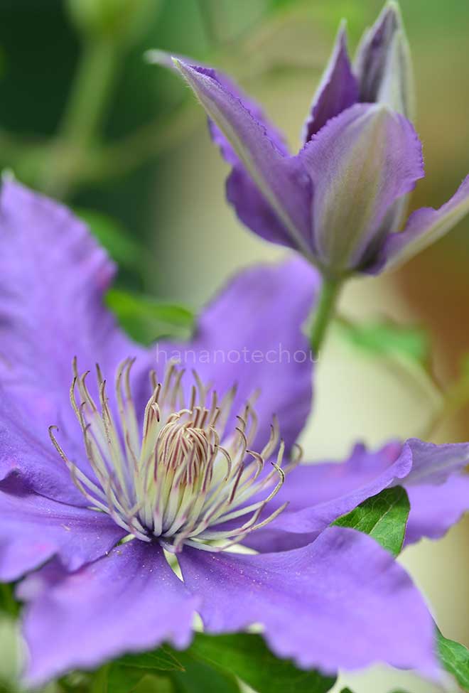 クレマチス ビジョウ｜花の手帖のクレマチス図鑑