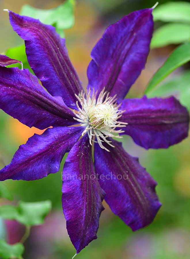 クレマチス ブラック ティ｜花の手帖のクレマチス図鑑