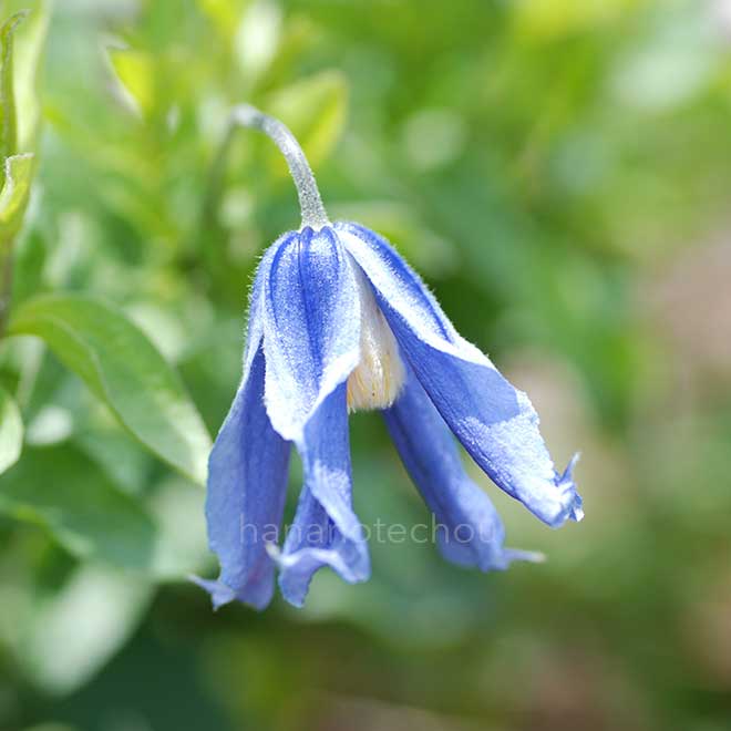 クレマチス ブルー ベル｜花の手帖のクレマチス図鑑
