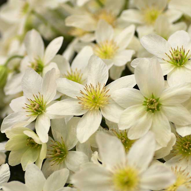 クレマチス カートマニー ジョー｜花の手帖のクレマチス図鑑