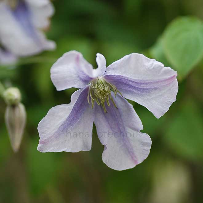 クレマチス チャッツワース｜花の手帖のクレマチス図鑑