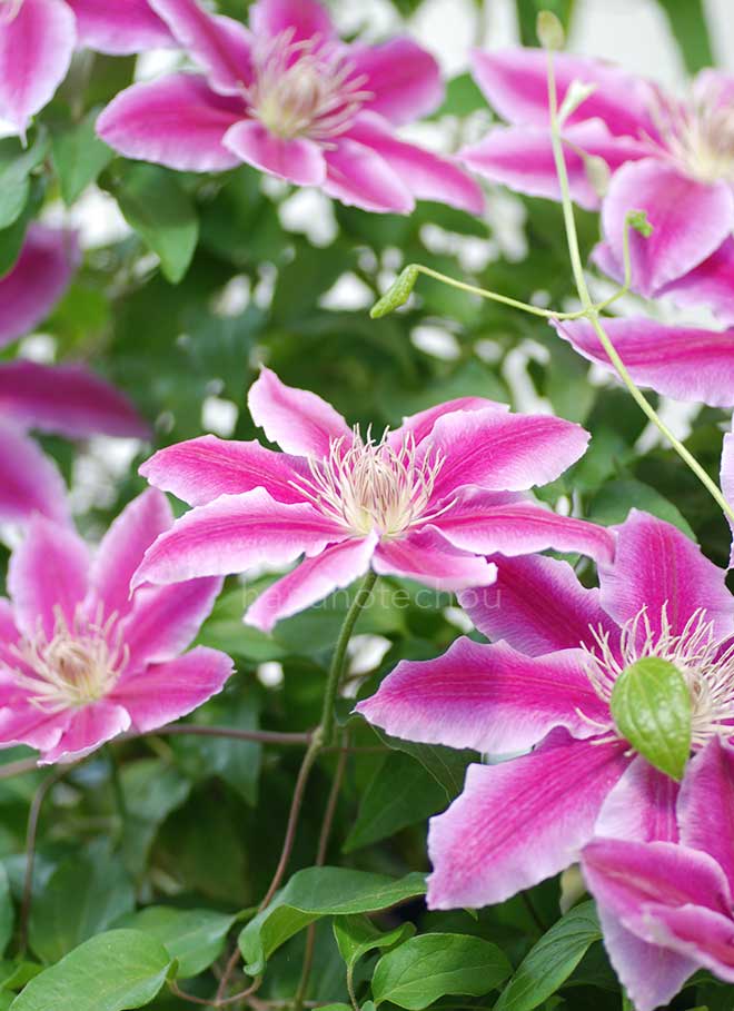 クレマチス ドクター ラッペル｜花の手帖のクレマチス図鑑