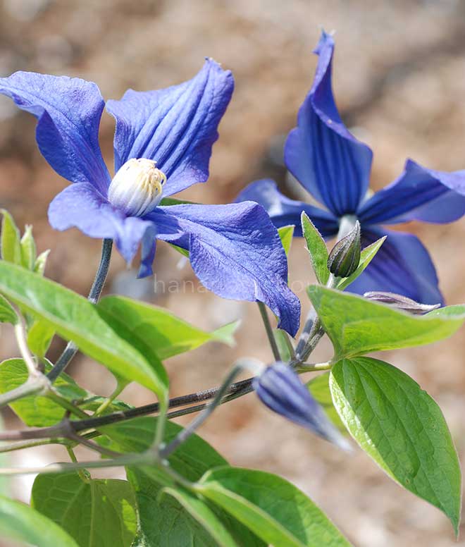 クレマチス デュランディ｜花の手帖のクレマチス図鑑