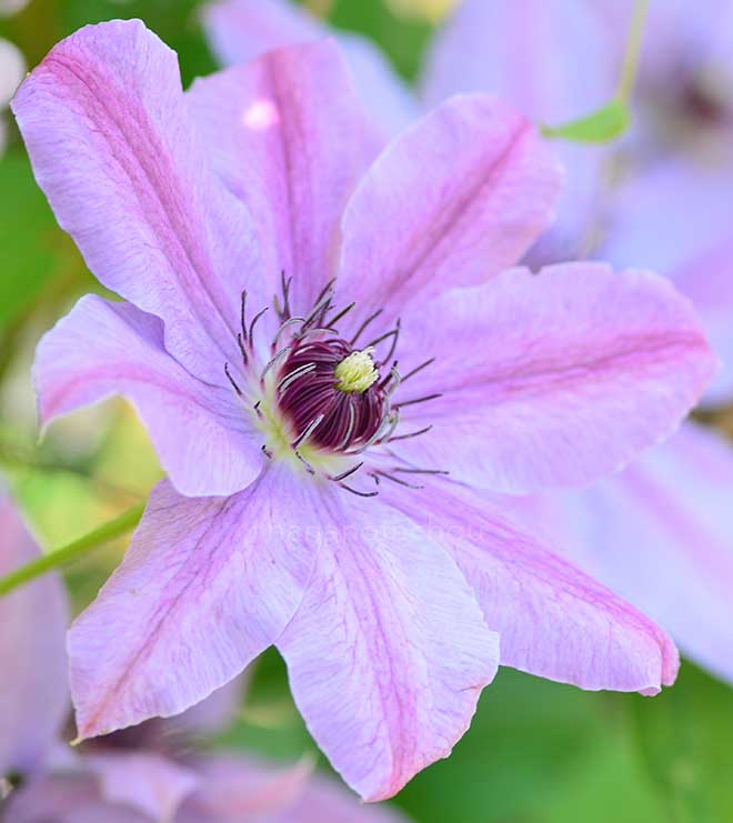 クレマチス 絵日傘｜花の手帖のクレマチス図鑑