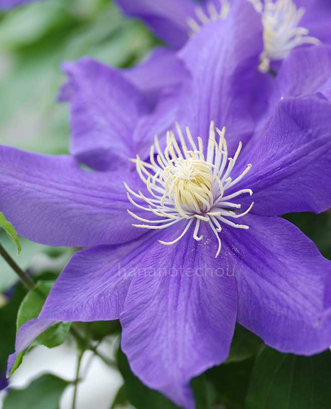 クレマチス ｜花の手帖のクレマチス図鑑