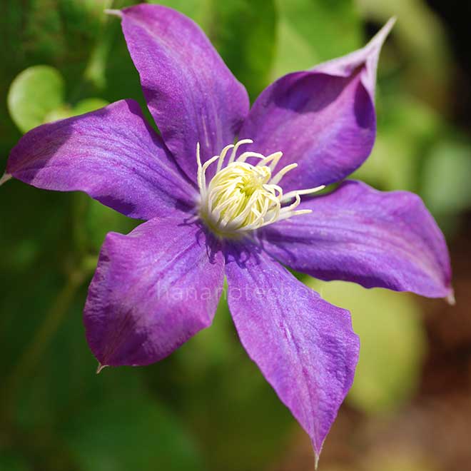 クレマチス 藤娘｜花の手帖のクレマチス図鑑