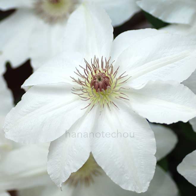 クレマチス 冬の旅｜花の手帖のクレマチス図鑑