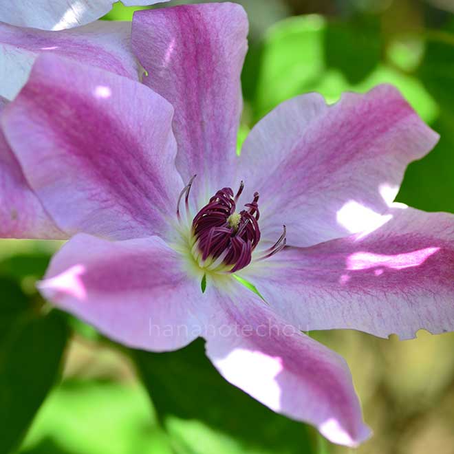 クレマチス 源氏車｜花の手帖のクレマチス図鑑