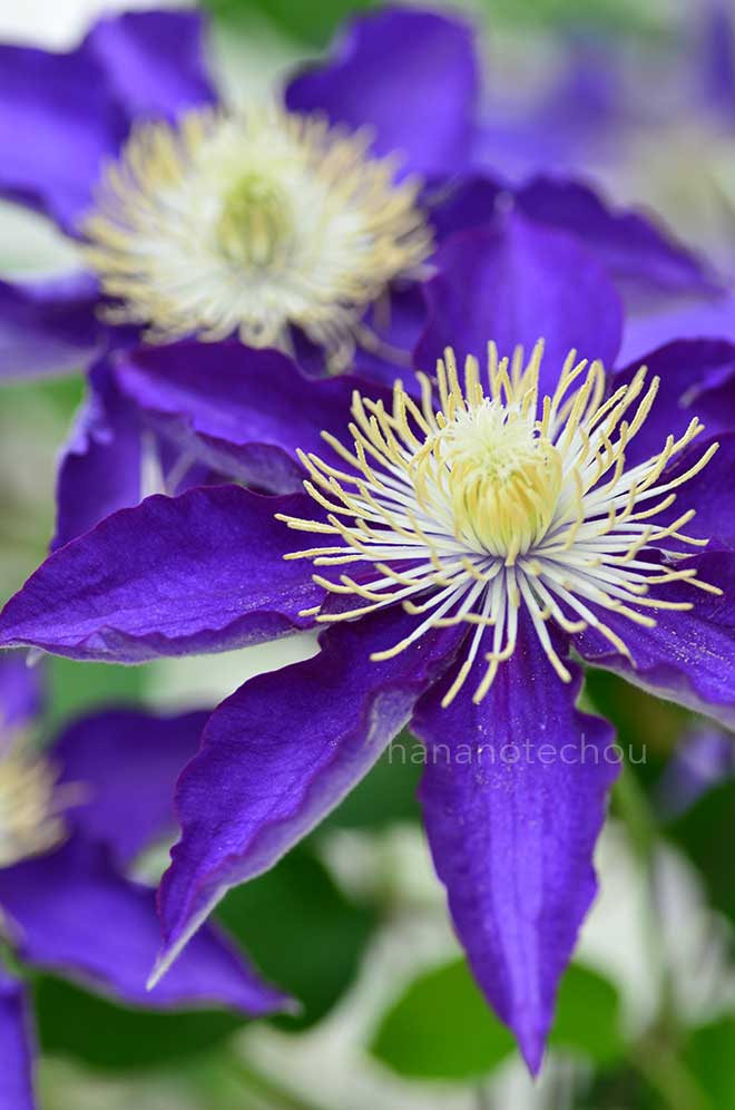 クレマチス 白王冠｜花の手帖のクレマチス図鑑