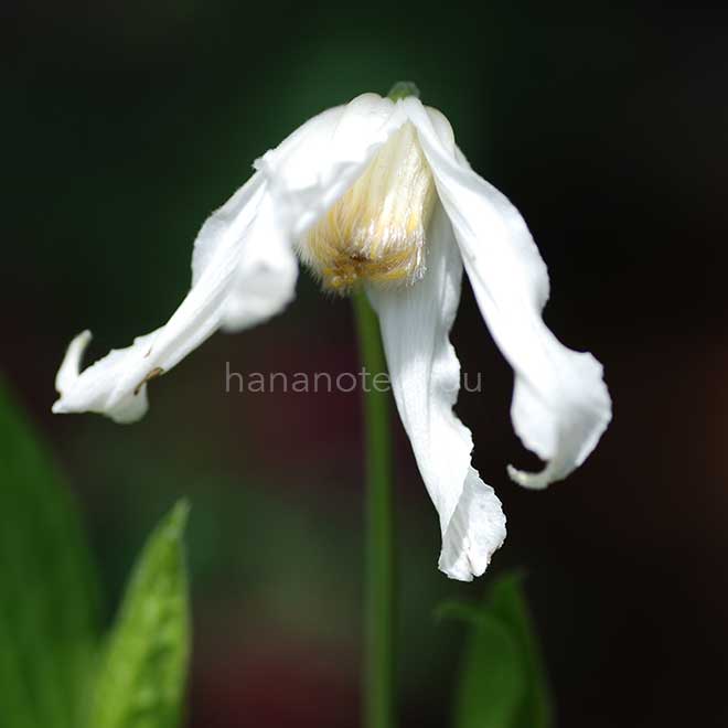 クレマチス 白麗｜花の手帖のクレマチス図鑑