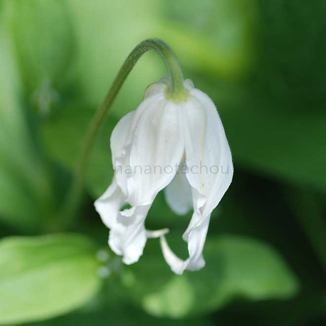 クレマチス 白麗｜花の手帖のクレマチス図鑑