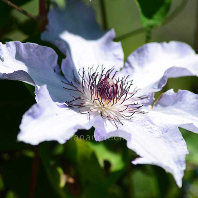 クレマチス 春の星｜花の手帖のクレマチス図鑑