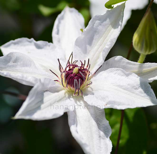 クレマチス 晴山｜花の手帖のクレマチス図鑑