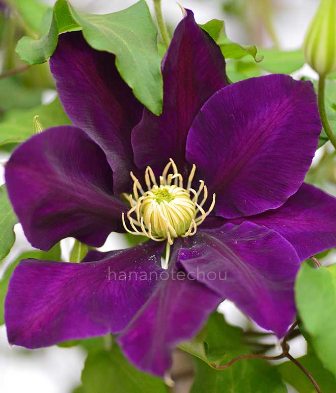 クレマチス はやて｜花の手帖のクレマチス図鑑