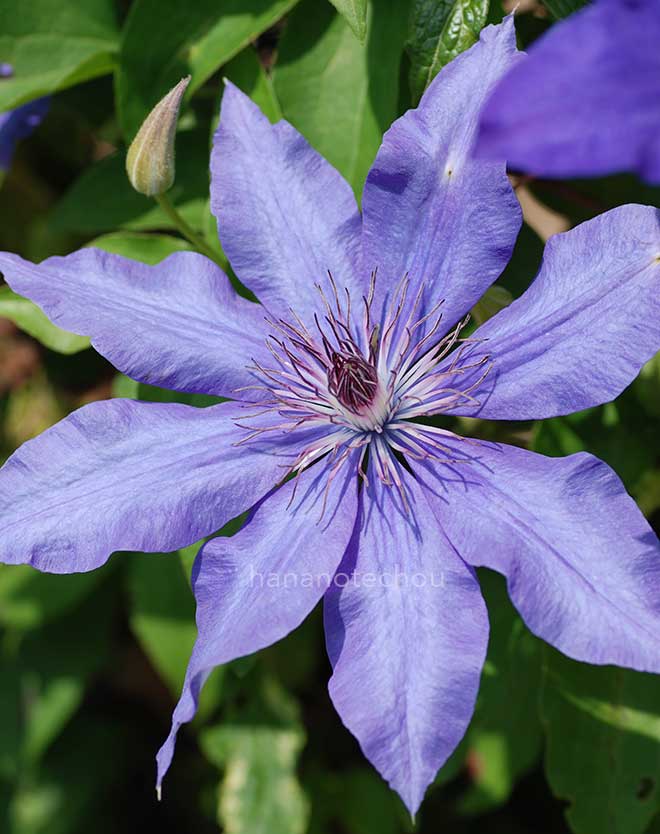 クレマチス H.F. ヤング｜花の手帖のクレマチス図鑑