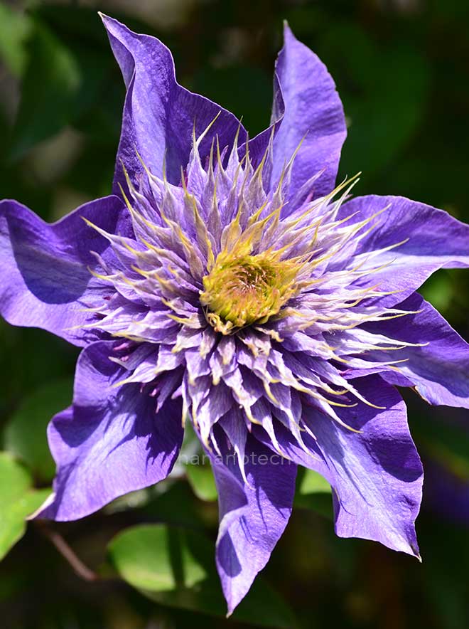 クレマチス H. F. ヤング 八重｜花の手帖のクレマチス図鑑