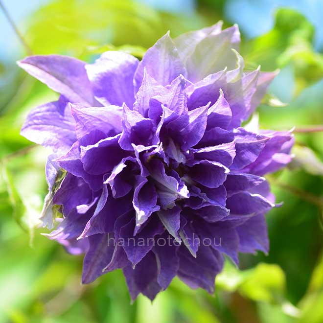 クレマチス 光源氏｜花の手帖のクレマチス図鑑