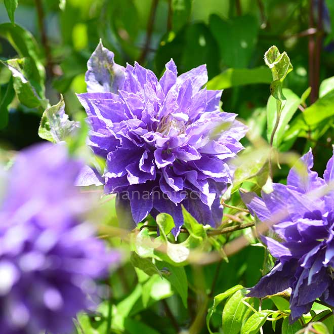 クレマチス 光源氏｜花の手帖のクレマチス図鑑