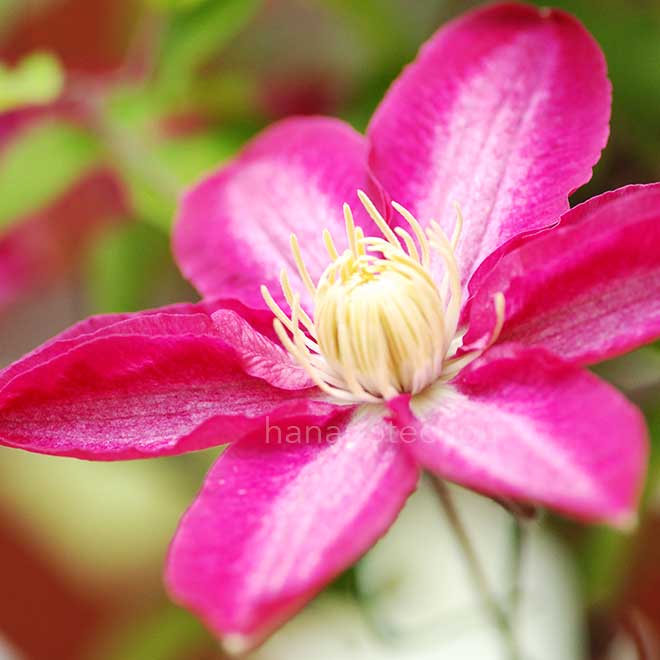 クレマチス 星のタンゴ｜花の手帖のクレマチス図鑑