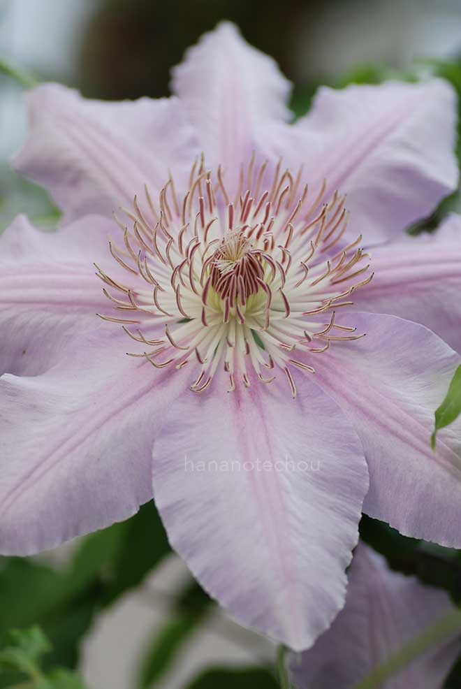 クレマチス インペリアル｜花の手帖のクレマチス図鑑