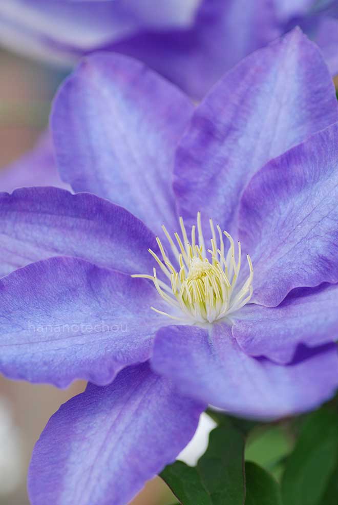 クレマチス 伊勢原｜花の手帖のクレマチス図鑑