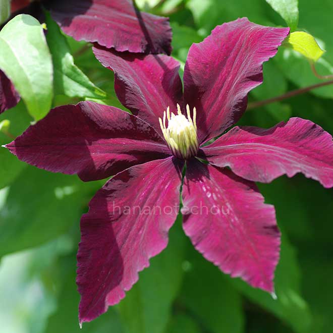 クレマチス ジャックマニー スペルバ｜花の手帖のクレマチス図鑑