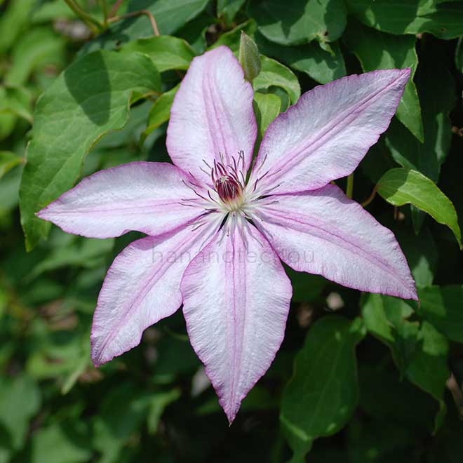 クレマチス ジョン ウォーレン｜花の手帖のクレマチス図鑑