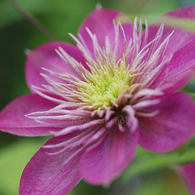 クレマチス カイゼル｜花の手帖のクレマチス図鑑