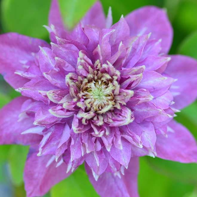 クレマチス カイゼルヴィルヘルム｜花の手帖のクレマチス図鑑