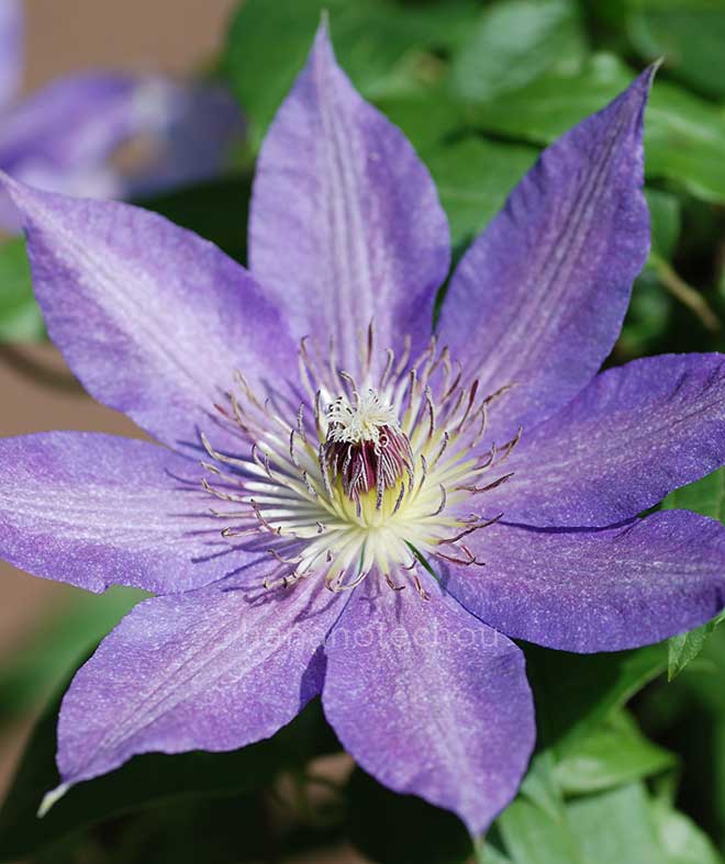 クレマチス キャスリーン ダンフォード｜花の手帖のクレマチス図鑑