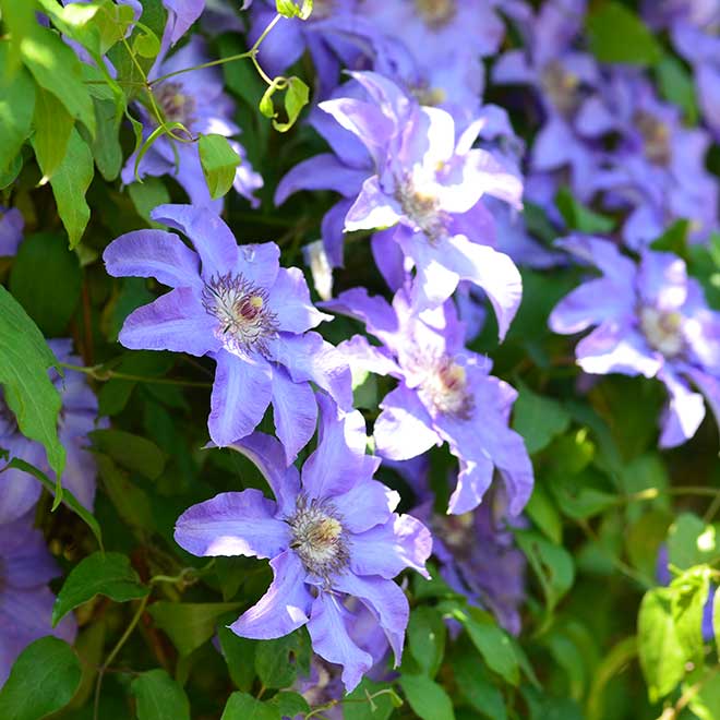 クレマチス カザグルマ 日光｜花の手帖のクレマチス図鑑