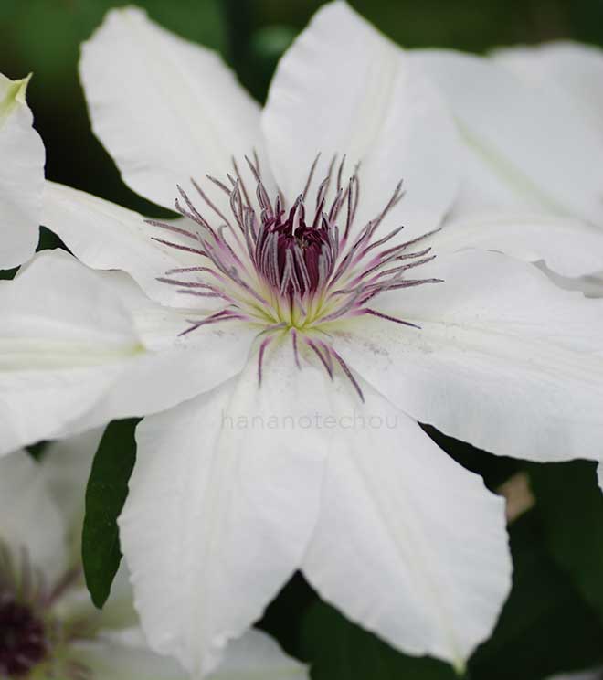 クレマチス ｜花の手帖のクレマチス図鑑