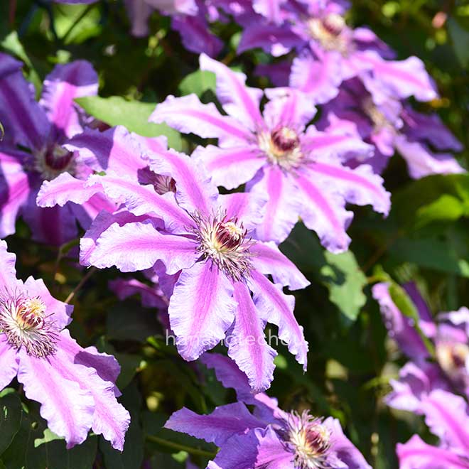 クレマチス キース リチャードソン｜花の手帖のクレマチス図鑑