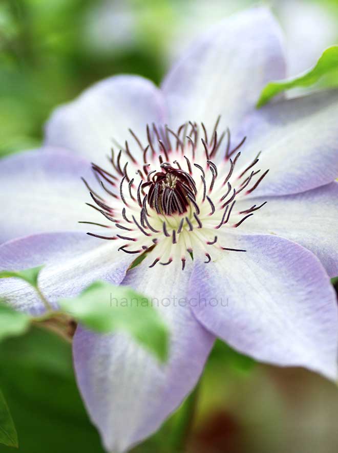 クレマチス 紀三井寺｜花の手帖のクレマチス図鑑